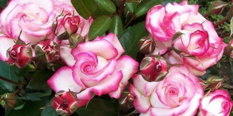 Fantastická růže professor hendel s efektní dvoubarevnou barvou